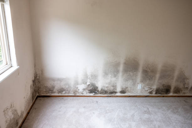 Mold Remediation for Rental Properties in Stonecrest, GA